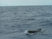 pilot whale