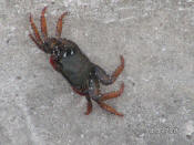 Crab on marina wall