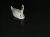 Resident Swan