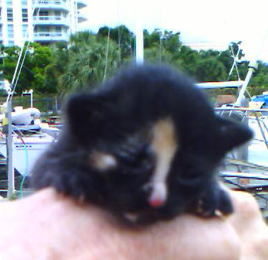 Skunky Monkey 10 day old kitten