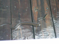 Cotton Mouth or Florida Banded Water Snake- dock outside our boat.