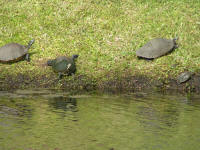 Turtle Squad