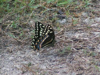 Butterfly Flutterby