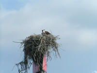Big Bird Nest!