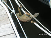 Iguana