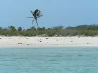 Iguana Beach, Allan's Cay