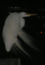 Great Egret