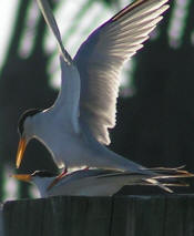 Procreating Seagulls