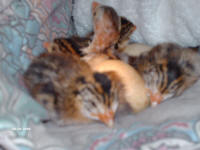 baby Guinea fowl hatching