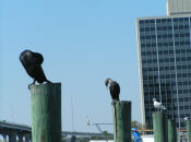 Bird Hangout