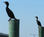 Cormorants